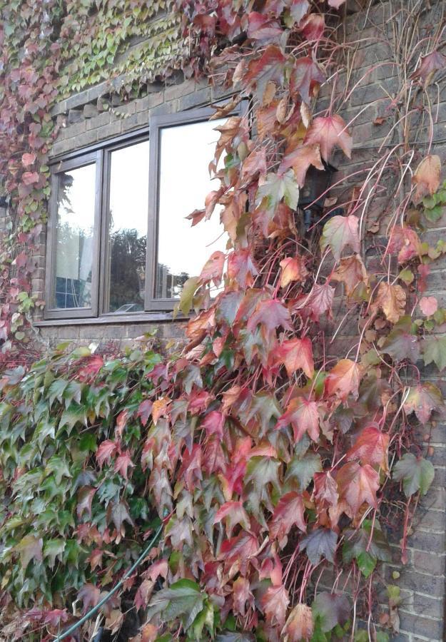 Woodpeckers Cottage B&B Pett ภายนอก รูปภาพ